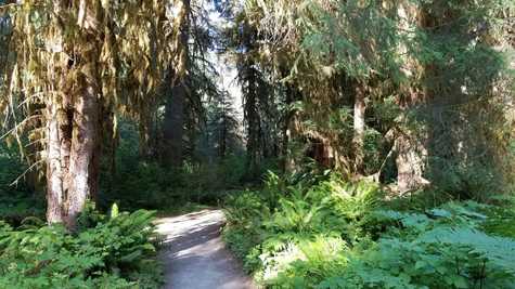 Hoh Rainforest Trail at Olympic National Park