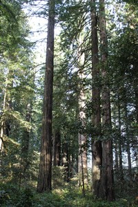 Picture of Redwoods