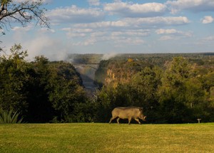 Warthog at Victoria Falls