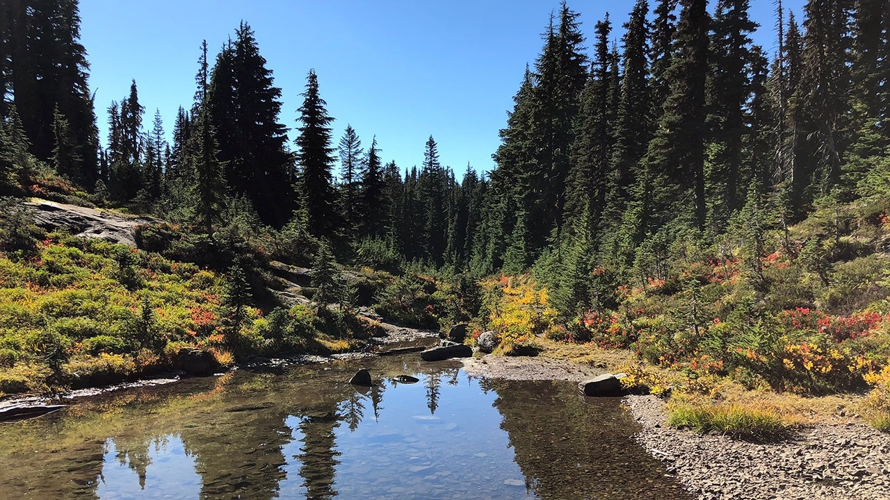 Hiking by a pond to Tolmie Peak