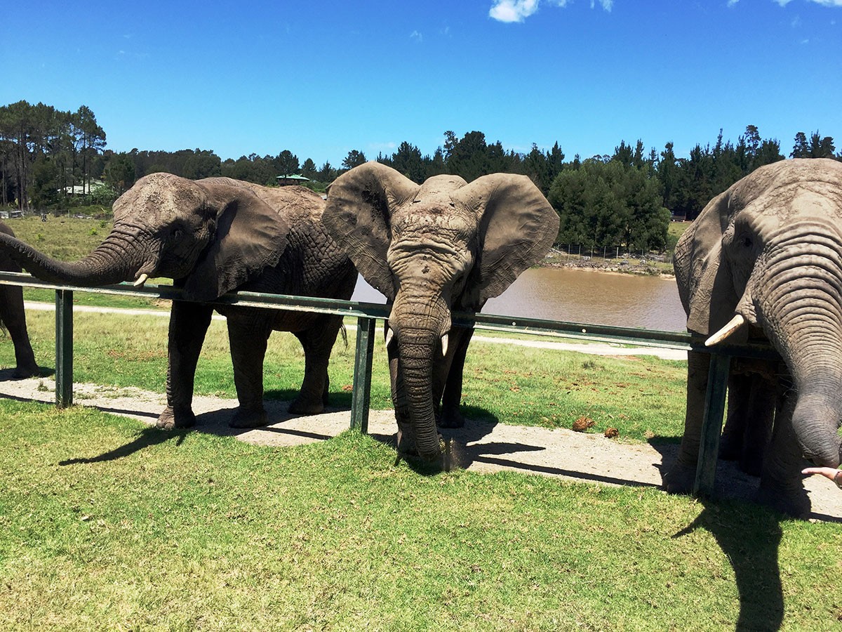 Feeding Elephants at Knysna Elephant Park