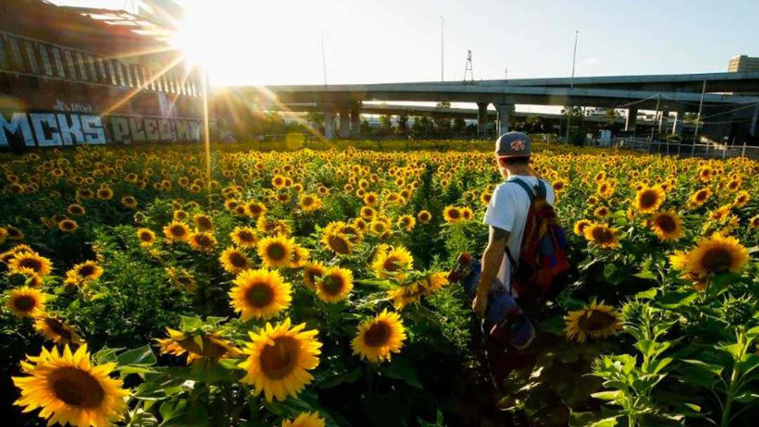 Stumbling Across Sunflowers in North Melbourne BYOUNGZ Digital Nomad