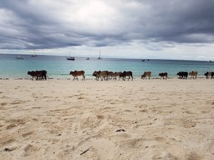 Cows walking around Nungwi, Zanzibar Island