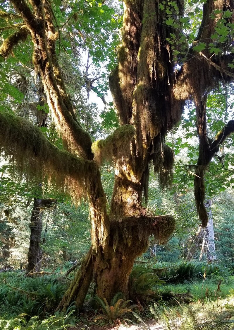 Tree covered in moss at Mosses Trail Hoh Rainforest