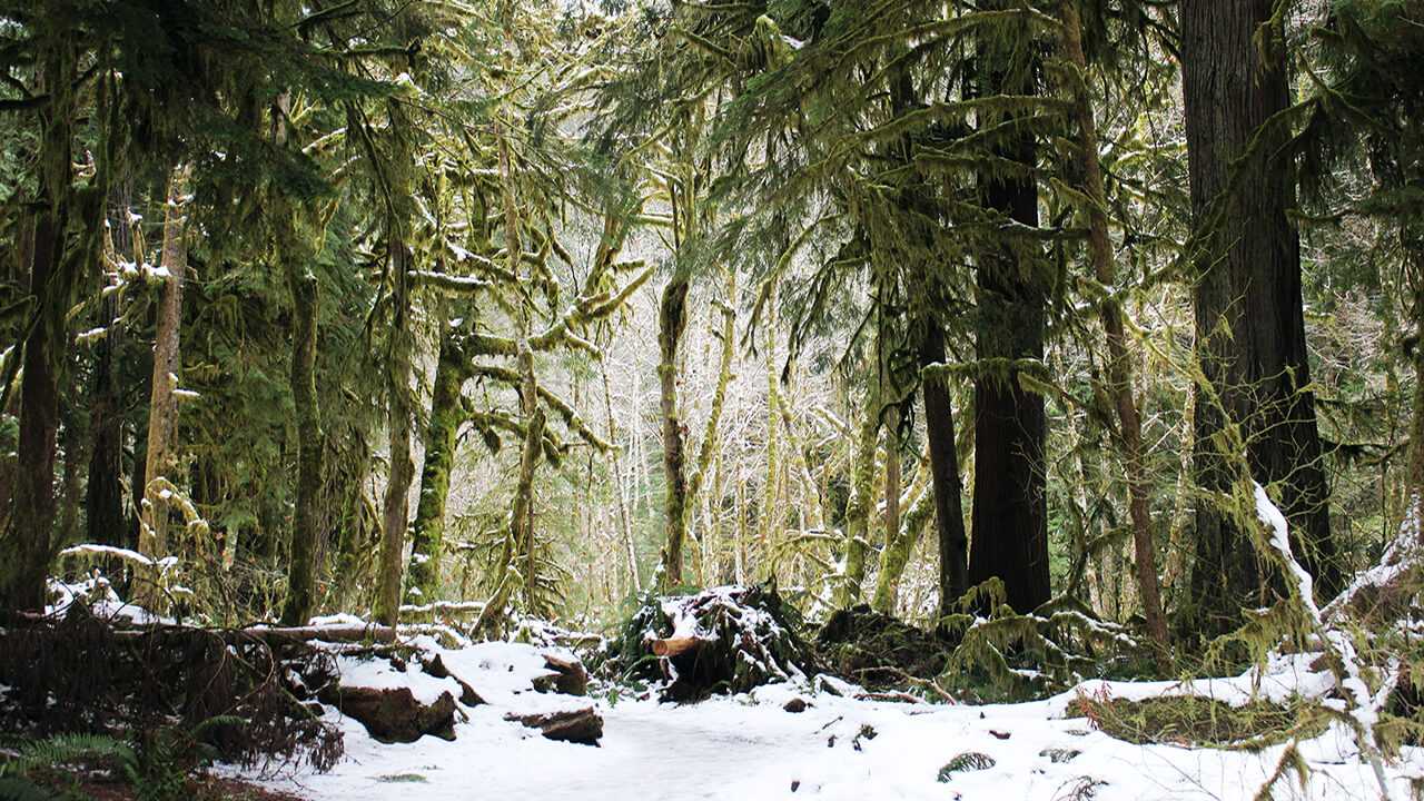 Christmas at Olympic National Park