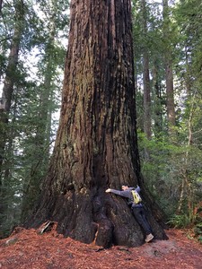Branden hugging Redwoods